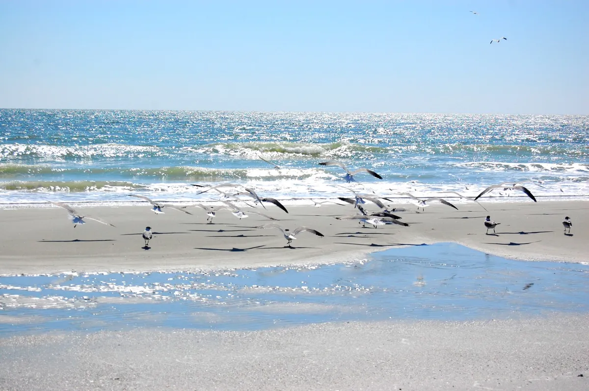 An inviting exterior scene featuring seagulls soaring above gentle ocean waves, with sunlight shimmering on the water's surface. The open coastline hints at activities like beachcombing and enjoying the coastal breeze, connecting to the broader Grand Strand experience.